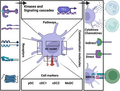 A multiscale mechanistic model of human dendritic cells for in-silico investigation of immune responses and novel therapeutics discovery